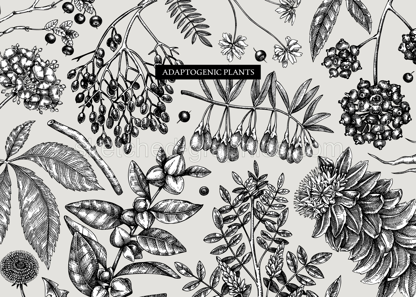 Adaptogenic plants background in sketch style. Sketched medicinal herbs, weeds, berries, leaves banner design. Perfect for brands, labels, packaging. Botanical illustrations Illustration